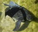 Hofesh, die beflügelte “Grüne Meeresschildkröte”