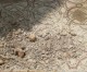 Araber zerstörten altes Mosaik in einer Kirche