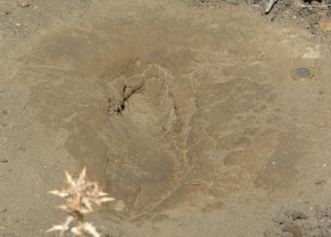 Einer der Fußabdrücke, die ein Mensch vor 11.000 Jahren während eines Vulkanausbruchs in der frischen Asche hinterließ  Copyright :WWU/Ralf Hetzel