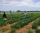 Französische Bauern übernehmen israelische Bewässerungstechnik