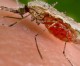 Malariaerkennung in nur drei Minuten dank SightDx