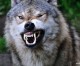 Wolf Angriff in Katzrin erschreckt Bevölkerung