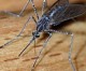 Israel warnt vor West-Nil-Virus bisher 67 Menschen erkrankt